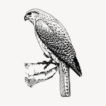 Falcon bird clipart, vintage hand | Free Vector - rawpixel Falcon bird clipart, vintage hand | Free Vector - rawpixel