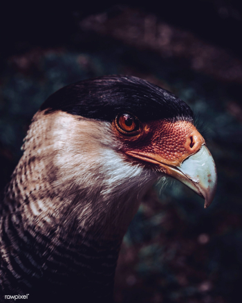 Falcon bird | Free stock photo - 426368 Falcon bird | Free stock photo - 426368