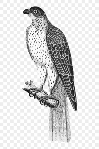Falcon bird png sticker xx | Free PNG - rawpixel Falcon bird png sticker xx | Free PNG - rawpixel