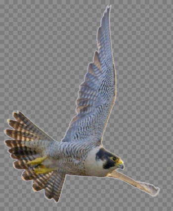 Falcon Download Transparent PNG Image Falcon Download Transparent PNG Image