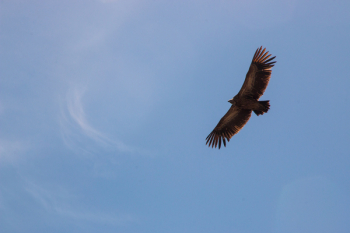Falcon on Flight Falcon on Flight