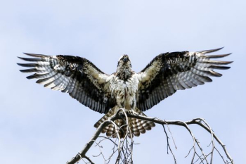 falcon on withered tree falcon on withered tree