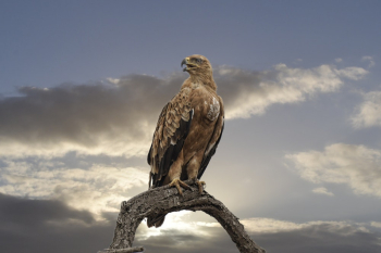 Falcon Perched on Tree Falcon Perched on Tree