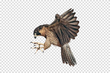 Falcon PNG Image Background Falcon PNG Image Background