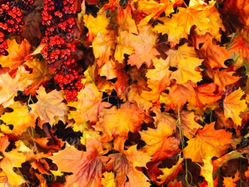 Fall. Autumn. Fall season. Autumn season. Fall leaves background ...