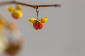 Fall Berries Fall Berries