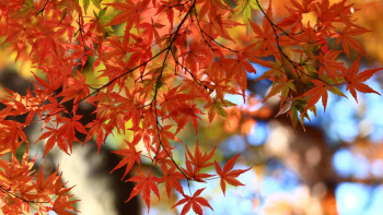 Fall Foliage Is Running Late This Year | Mental Floss