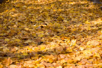 Fall Golden Leaves Fall Golden Leaves