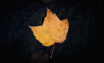 Fall Leaf Fall Leaf
