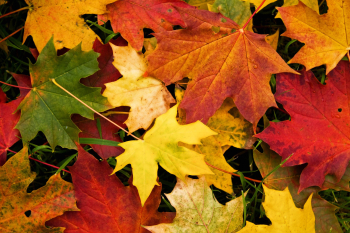 Fall Leaf Backgrounds Wallpaper | Activities | Leaves, Autumn ...