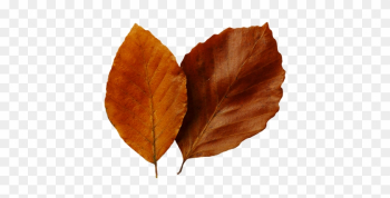 Fall Leaf Clip Art - Autumn Fall Leaf Clip Art - Autumn