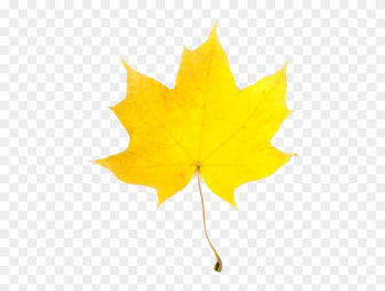 Fall Leaf - Yellow Fall Leaf Clip Art Fall Leaf - Yellow Fall Leaf Clip Art