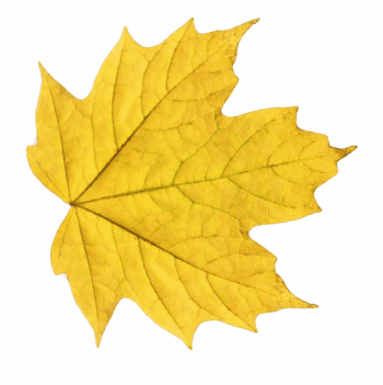 Fall Leaves Autum Leaves Yellow Leaves Autumn Trees - Yellow Leaf ...