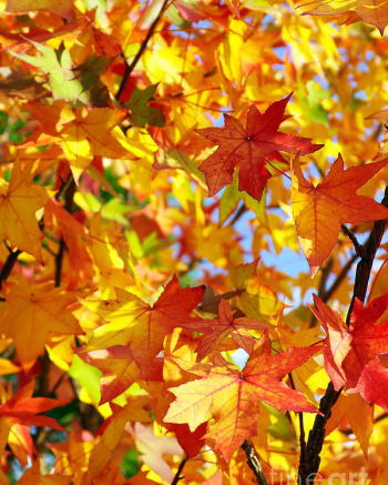 Fall Leaves Background Poster by Carlos Caetano