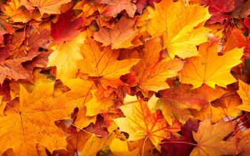 Fall Leaves Backgrounds - Wallpaper Cave