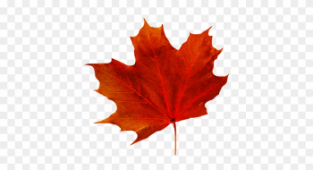 Fall Leaves Clip Art - Fall Leaf With Transparent Background Fall Leaves Clip Art - Fall Leaf With Transparent Background