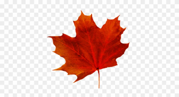Fall Leaves Clip Art - Fall Leaf With Transparent Background Fall Leaves Clip Art - Fall Leaf With Transparent Background