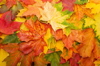 Fall leaves for an autumn background | Stock image | Colourbox