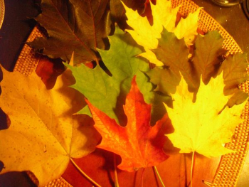 fall-leaves.JPG fall-leaves.JPG