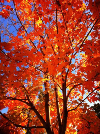 fall maple.JPG fall maple.JPG