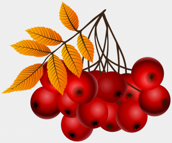 Fall Mountain Ash Plants PNG Clipart | Gallery Yopriceville ...