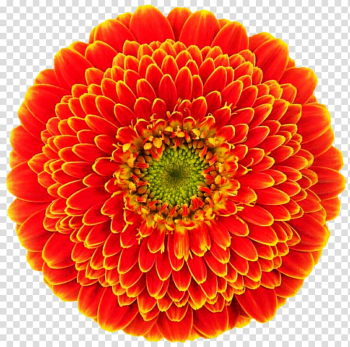 Fall Orange Mum transparent background PNG clipart