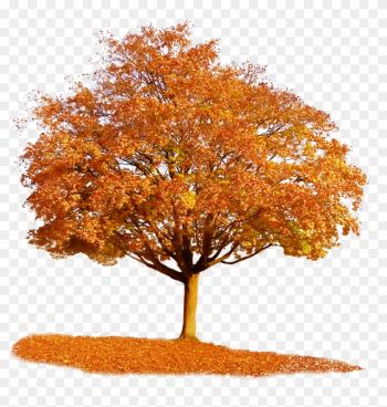 Fall Tree Clipart - Autumn Tree Transparent Background Fall Tree Clipart - Autumn Tree Transparent Background