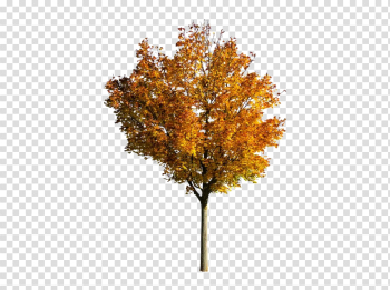 Fall Tree PNG Photos | PNG Mart