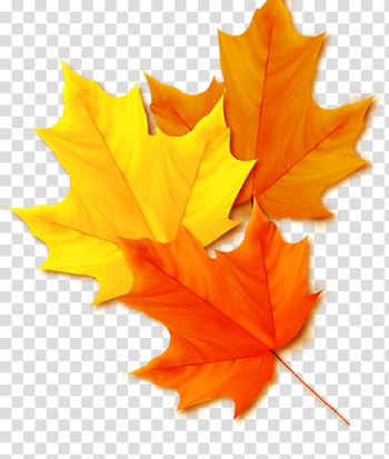 Fall yellow maple leaves transparent background PNG clipart