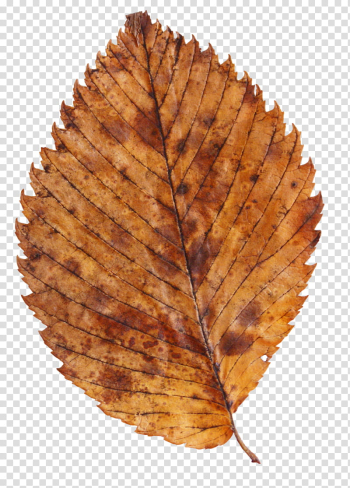 Fallen Leaves s, brown leaf transparent background PNG clipart