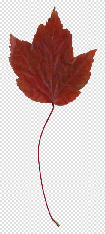 Fallen Leaves s, brown maple leaf transparent background PNG clipart