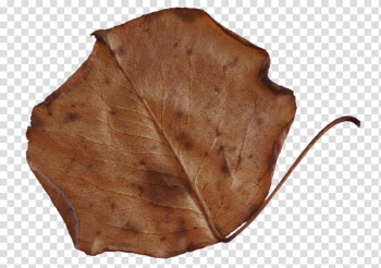 Fallen Leaves s, dried brown leaf transparent background PNG clipart