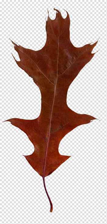 Fallen Leaves s, red maple leaf transparent background PNG clipart