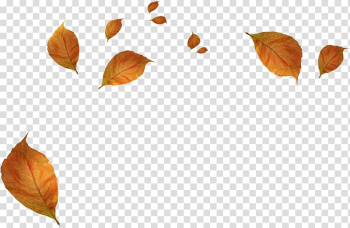 Falling brown dried leaves, Leaf Autumn, Withered autumn leaves transparent background PNG clipart