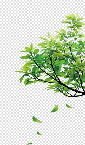 Falling leaves from tree, , Natural green leaves transparent background PNG clipart