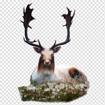 Fallow deer Dog Animal Deer hunting, deer transparent background PNG clipart Fallow deer Dog Animal Deer hunting, deer transparent background PNG clipart