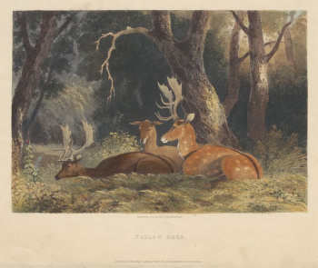 Fallow Deer | Free Photo - rawpixel Fallow Deer | Free Photo - rawpixel