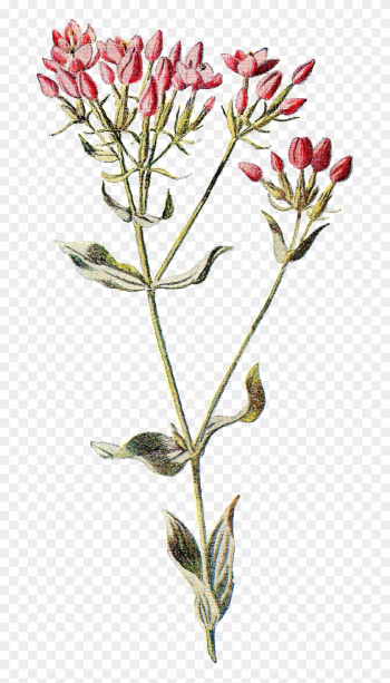 Familiar Wild Flowers Botany Wildflower Botanical Illustration - Flowers Vintage Illustration Png