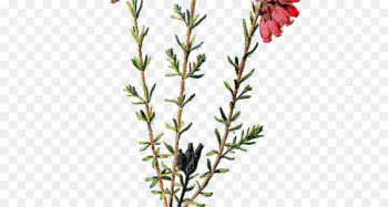 Familiar Wild Flowers Clip art Wildflower Floral design - boho ribbon 