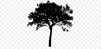 Family Reunion, Genealogy, Family, Tree, Woody Plant PNG Family Reunion, Genealogy, Family, Tree, Woody Plant PNG