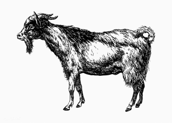 Farm goat animal drawing | Free stock vector - 572971 Farm goat animal drawing | Free stock vector - 572971