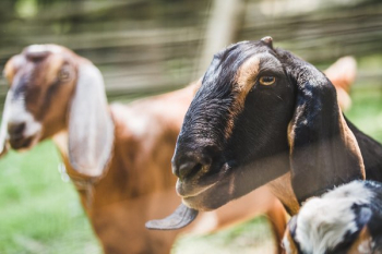 Farm Goats Farm Goats