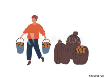 Farmer harvesting potatoes flat vector illustration Farmer harvesting potatoes flat vector illustration