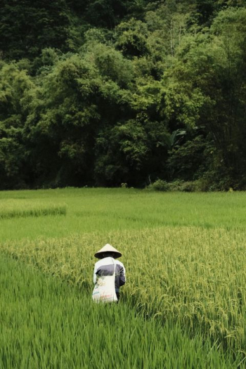 Farmer Harvesting Rice in Lush Green Fields Farmer Harvesting Rice in Lush Green Fields