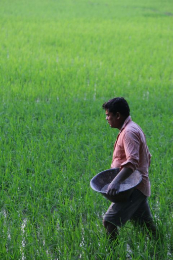 Farmer Tending Rice Field