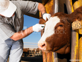 farmer with cow farmer with cow
