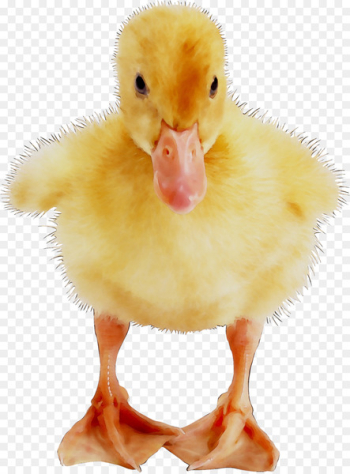 Fauna Beak - Fauna Beak -