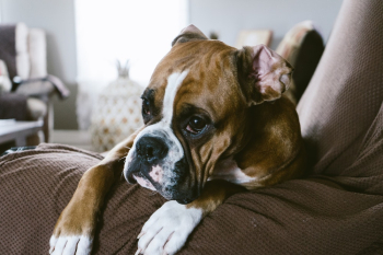 Fawn Boxer On Sofa Inside Room Fawn Boxer On Sofa Inside Room