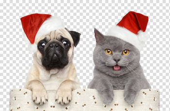 Fawn pug and gray cat wearing Santa hats, Cat Dog Santa Claus Christmas Pet, Christmas,Halloween,Christmas hats transparent background PNG clipart