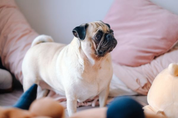 fawn pug on bed fawn pug on bed